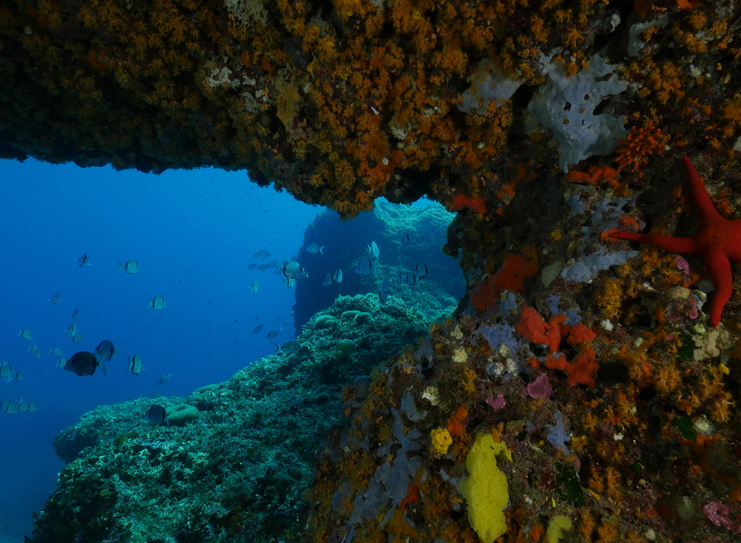 Banner per il AMP Capo Caccia-Isola Piana